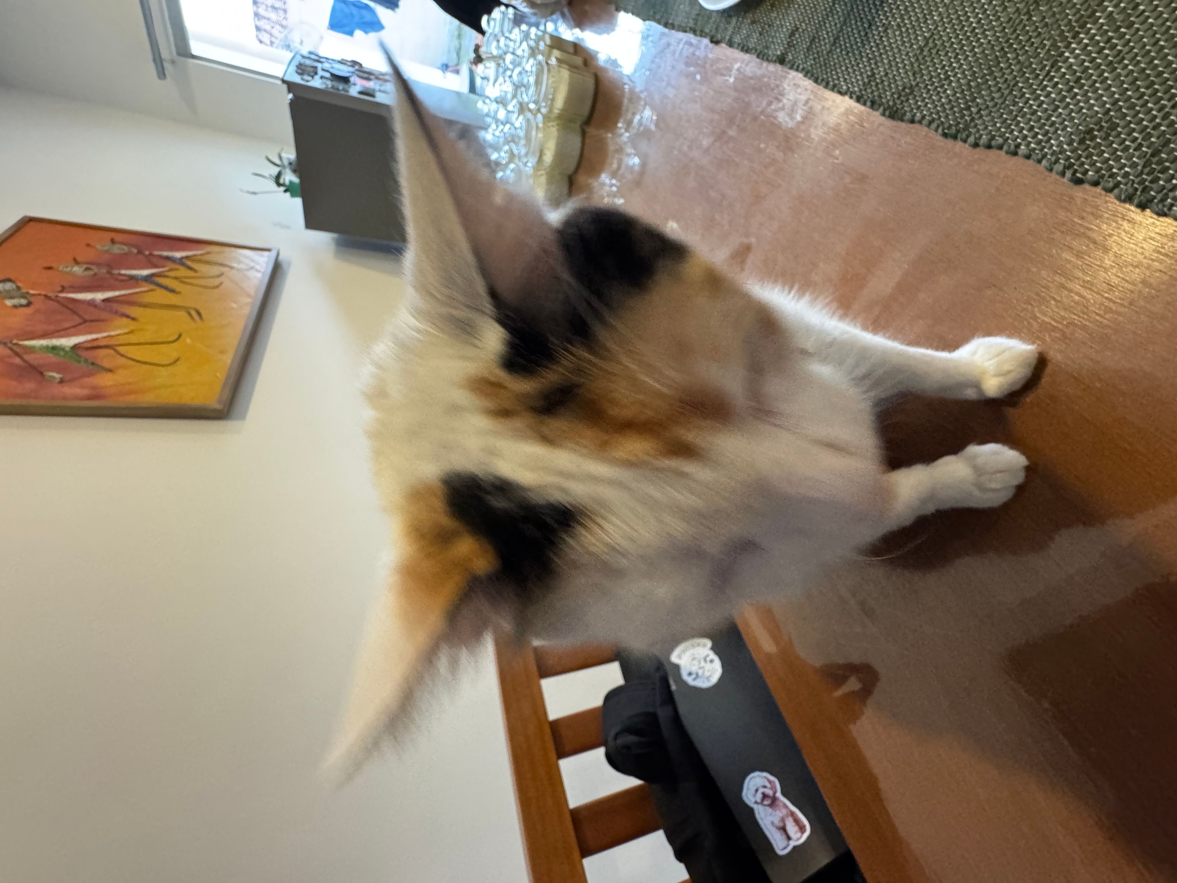 1788994715285-IMG_5281.jpg